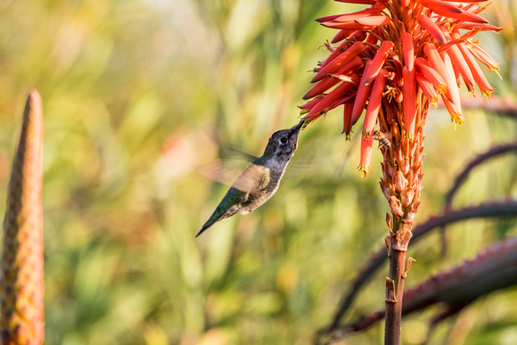 Hummingbird at Heisler Park, Laguna Beach