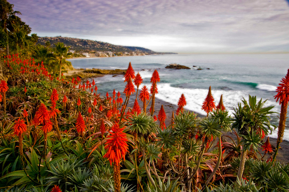 Laguna Vista and Tree Aloes