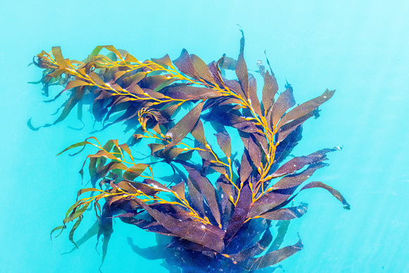 Kelp Study 1, Morro Bay