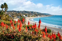 Tree Aloes and View of Laguna Beach