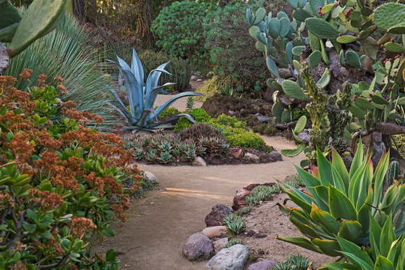Rancho Los Alamitos Cactus Garden