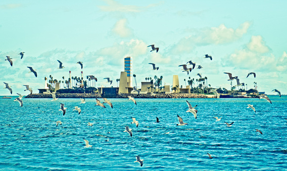 Gulls and Oil Island, Long Beach, Ca.