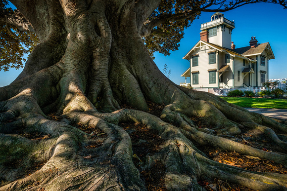 Morton Bay Fig Tree and Pt. Fermin Lighthouse
