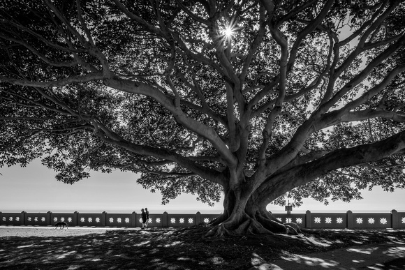 Morton Bay Fig Tree, Pt. Fermin