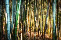 Bamboo and Backlight