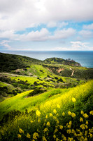 Spring Bloom, El Moro Canyon, Crystal Cove State Park