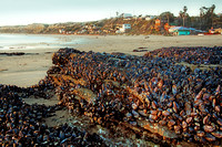 Mussels at low tide, & Historic District
