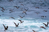 Gulls in Flight, La Jolla