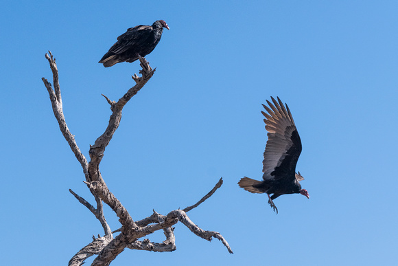 Waiting Vultures Bolsa Chica Wetlands, Huntington Beach