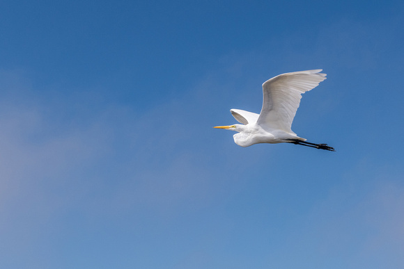 Egret in Flight, Bolsa China Wetlands, Huntington Beach
