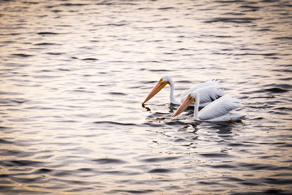 White Pelicans, Bolsa Chica Wetlands, Huntington Beach