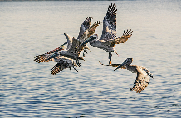 Pelicans in Flight, Bolsa Chica Wetlands, Huntington Beach