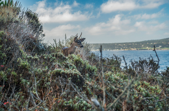 Deer at Point Lobos State Reserve, Carmel