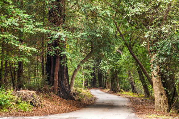 Road and Redwood Forest, Big Sur