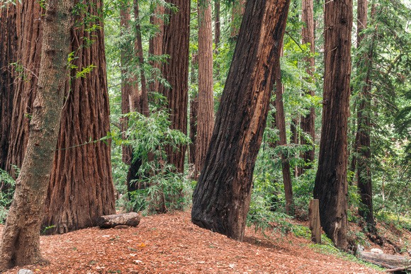 Redwood Forest, Big Sur