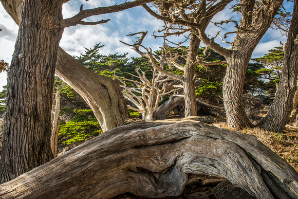 Cypress Snags, Point Lobos State Reserve, Carmel, Ca.