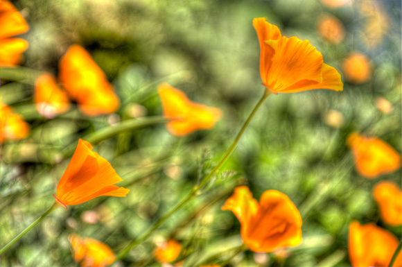 Poppies At The Base Of Coit Tower