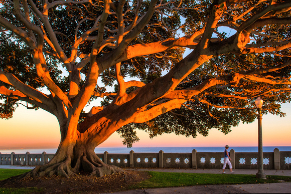 Sunset Against Bay Fig, Point Fermin, San Pedro, Ca.
