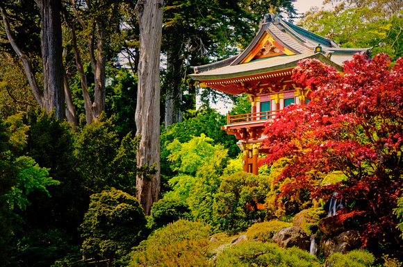 Japanese Gardens, San Francisco