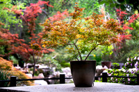 Japanese Gardens (2), Descanso Gardens