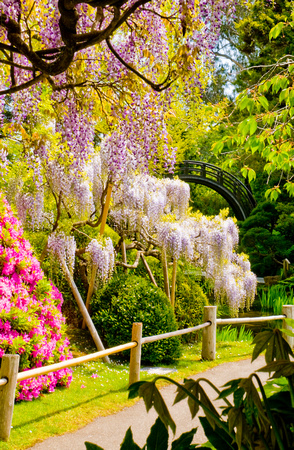 Japanese Gardens, San Francisco V.2