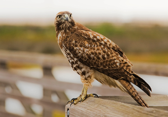 Hawk at Bolsa Chica Wetlands